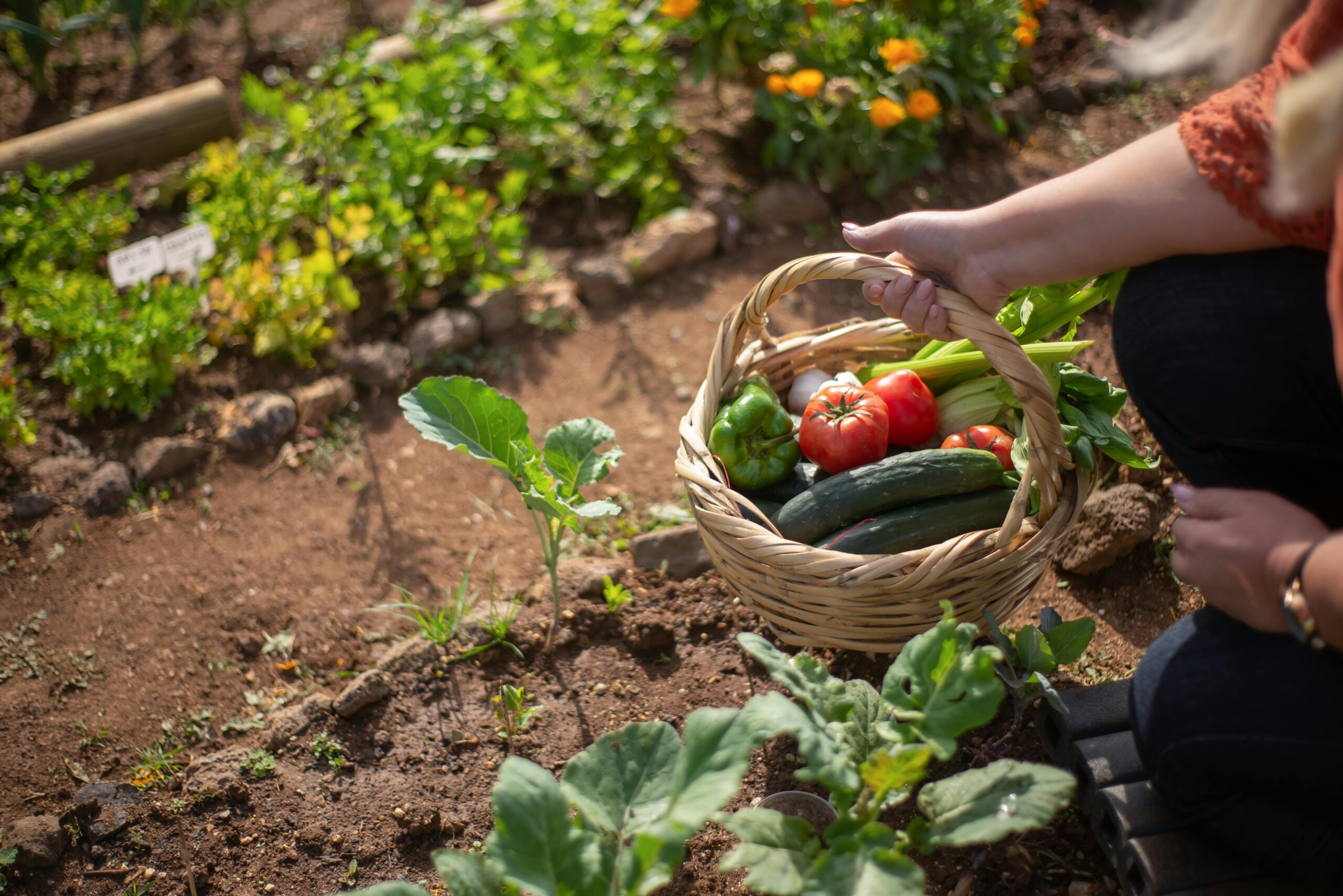 legumes-tomates-des-fruits-recoltés-dans-son-jardin